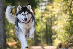 balade-chien