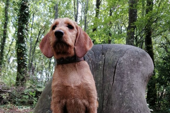 chien_nature
