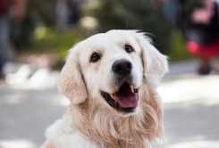education-canine