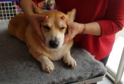 massage_canin